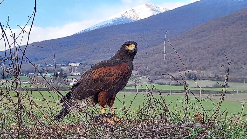 5228183  corsoCorso base di falconeria